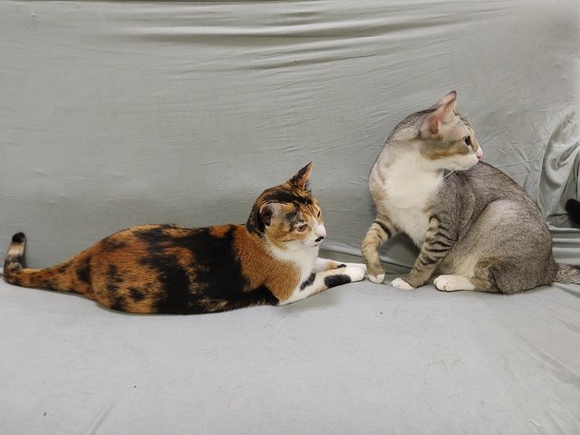 Charlie &amp; Sally - Calico + Tabby Cat