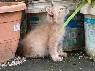 Peach - Domestic Long Hair Cat