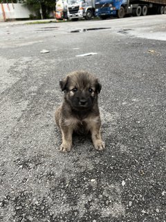 Puppy 29 - Mixed Breed Dog