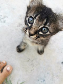 Jackie, Dudu, Bulbul - Domestic Medium Hair Cat