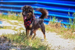 Bear Bear Fluffy - Mixed Breed Dog