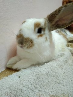 Mocha - New Zealand + English Spot Rabbit