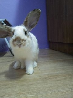 Mocha - New Zealand + English Spot Rabbit