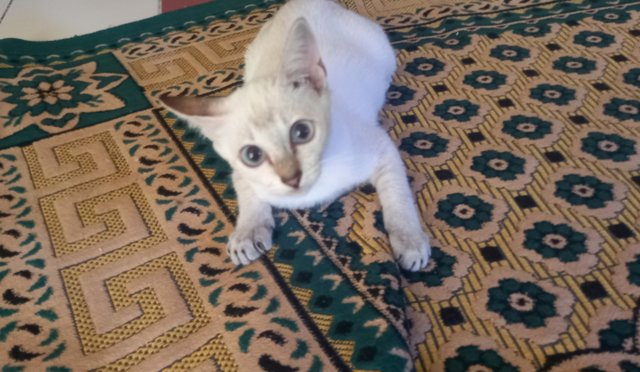 Syimy - Domestic Short Hair Cat