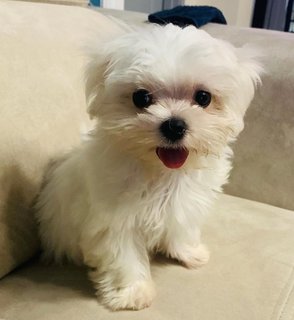 Louis - Maltese Dog