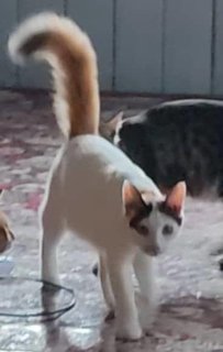 Urgent Momey/comel  - Calico Cat