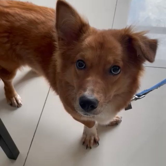 Lucky - Corgi Mix Dog