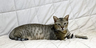 Alphonso - Domestic Short Hair Cat