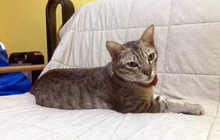 Alphonso - Domestic Short Hair Cat