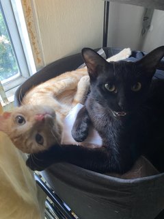 Ash &amp; Ember - Domestic Short Hair Cat