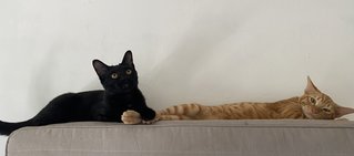 Ash &amp; Ember - Domestic Short Hair Cat