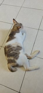 Sugus - Domestic Short Hair Cat