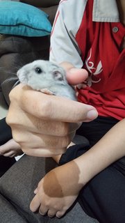 No Name - Striped Hairy Foot Russian Hamster Hamster