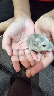 No Name - Striped Hairy Foot Russian Hamster Hamster