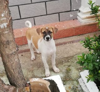 Male 2 - Mixed Breed Dog