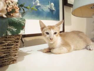 Kitten For Adoption 2 (Male) - Domestic Short Hair Cat