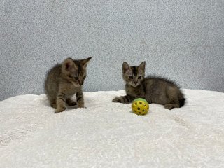 Blossom &amp; Bubbles - Domestic Short Hair Cat