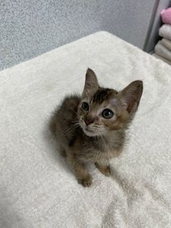 Blossom &amp; Bubbles - Domestic Short Hair Cat