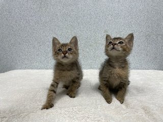 Blossom &amp; Bubbles - Domestic Short Hair Cat