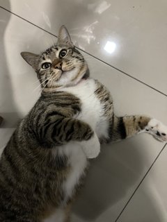 Mochi - Domestic Short Hair Cat