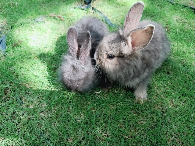 Babies - Angora Rabbit + Lionhead Rabbit