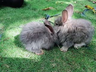 Babies - Angora Rabbit + Lionhead Rabbit