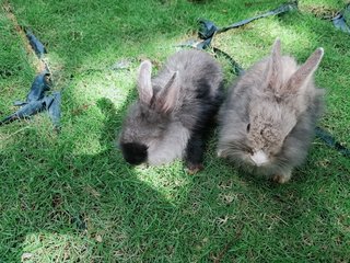 Babies - Angora Rabbit + Lionhead Rabbit