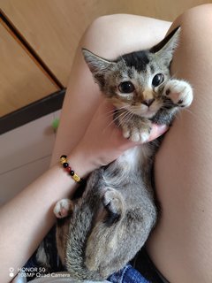 Baby - Domestic Short Hair Cat