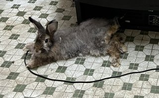 Browny - Lionhead + Angora Rabbit Rabbit