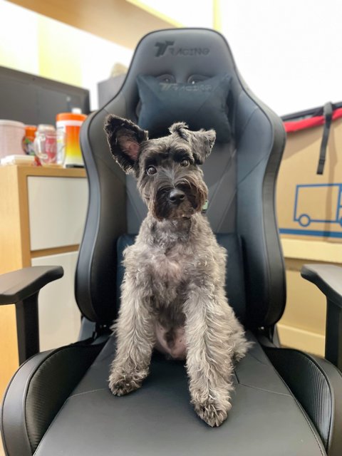 Artie - Schnauzer Dog