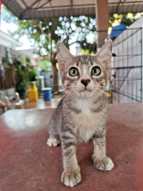 Lukut Port Dickson Kittens - Domestic Short Hair Cat