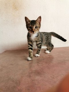 Lukut Port Dickson Kittens - Domestic Short Hair Cat