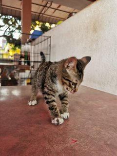 Lukut Port Dickson Kittens - Domestic Short Hair Cat