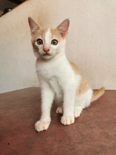 Lukut Port Dickson Kittens - Domestic Short Hair Cat