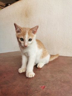 Lukut Port Dickson Kittens - Domestic Short Hair Cat