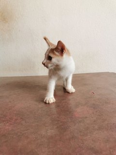 Lukut Port Dickson Kittens - Domestic Short Hair Cat