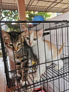 Lukut Port Dickson Kittens - Domestic Short Hair Cat