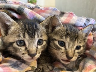 Junior &amp; Jellybean  - Tabby Cat