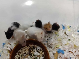 Mixed Syrians 1 Months - 2 Months Old - Syrian / Golden Hamster Hamster