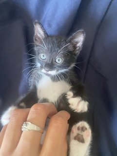 Bella And Her 4 Kittens  - Domestic Medium Hair Cat