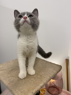 Daisy - British Shorthair Cat