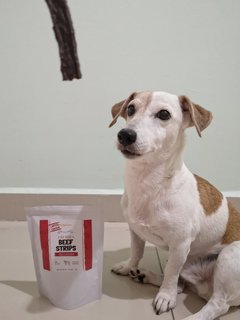 Butter - Jack Russell Terrier Dog