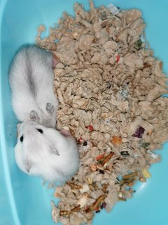 Cotton &amp; Coconut - Roborovsky's Hamster Hamster