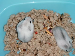 Cotton &amp; Coconut - Roborovsky's Hamster Hamster