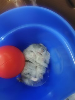 Bunty - Short Dwarf Hamster Hamster