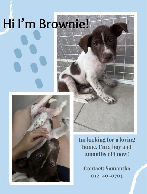 Brownie - Mixed Breed Dog