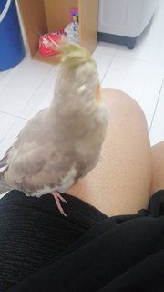 Absy  - Cockatiel Bird