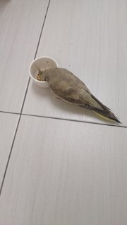 Absy  - Cockatiel Bird