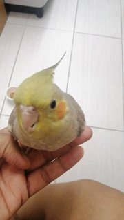Absy  - Cockatiel Bird