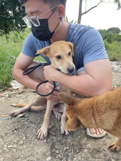 Wing - Mixed Breed Dog